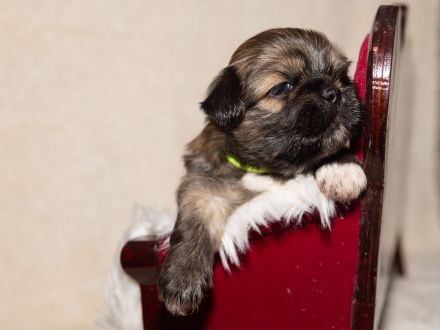 reinrassiger Lhasa apso Welpe