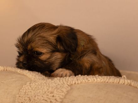 reinrassiger Lhasa apso Welpe