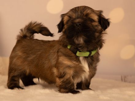 reinrassiger Lhasa apso Welpe
