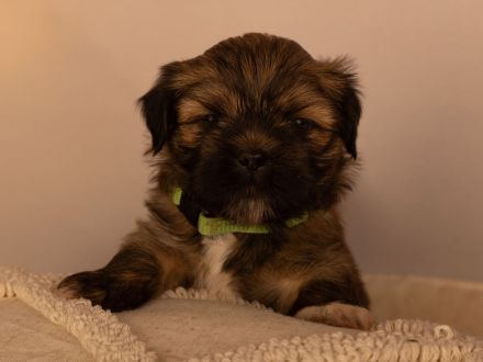 reinrassiger Lhasa apso Welpe