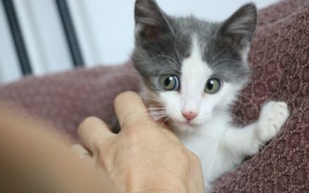 Ouzo sucht ein Herz zum Schmelzen: Zarte Samtpfote wartet auf ihr Glück!