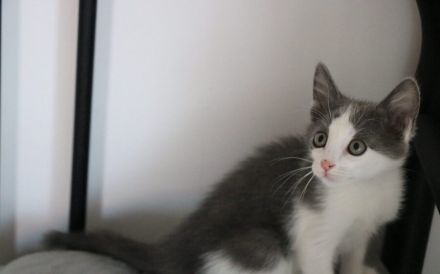 Ouzo sucht ein Herz zum Schmelzen: Zarte Samtpfote wartet auf ihr Glück!