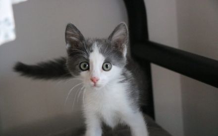 Ouzo sucht ein Herz zum Schmelzen: Zarte Samtpfote wartet auf ihr Glück!