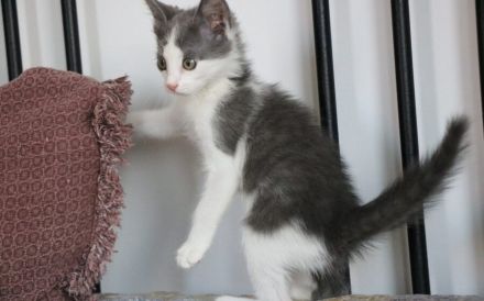 Ouzo sucht ein Herz zum Schmelzen: Zarte Samtpfote wartet auf ihr Glück!