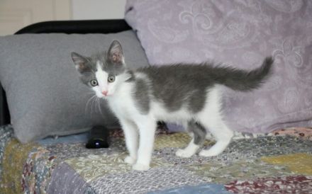 Ouzo sucht ein Herz zum Schmelzen: Zarte Samtpfote wartet auf ihr Glück!