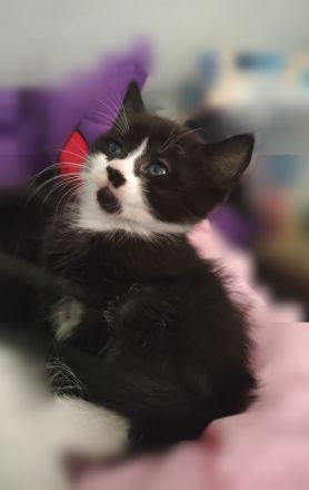 Kitten MaineCoon Bengal Mix