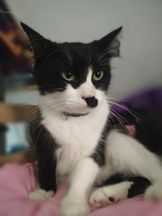 Kitten MaineCoon Bengal Mix