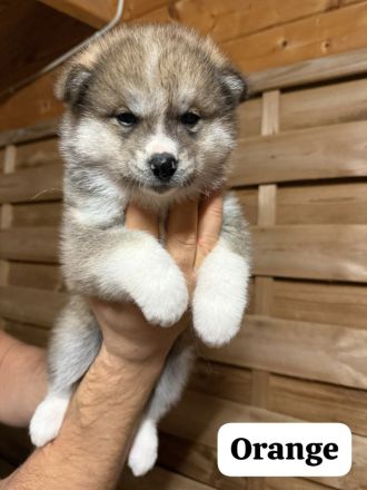 Hübsche Akita Inu Welpen