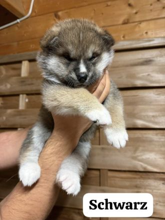 Hübsche Akita Inu Welpen