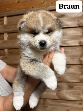 Hübsche Akita Inu Welpen