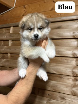 Hübsche Akita Inu Welpen