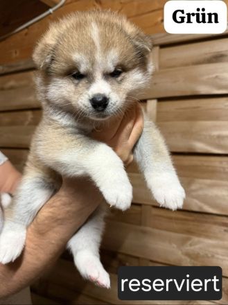 Hübsche Akita Inu Welpen