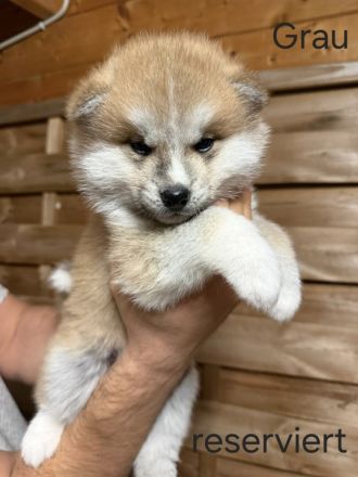 Hübsche Akita Inu Welpen