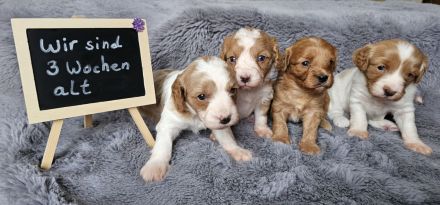Cavapoo Welpen Pudel Cavalier King Charles