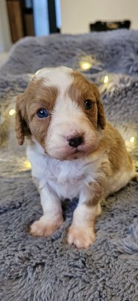 Cavapoo Welpen Pudel Cavalier King Charles