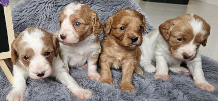 Cavapoo Welpen Pudel Cavalier King Charles
