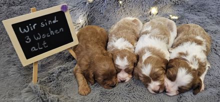 Cavapoo Welpen Pudel Cavalier King Charles