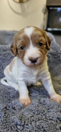 Cavapoo Welpen Pudel Cavalier King Charles