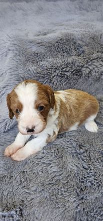 Cavapoo Welpen Pudel Cavalier King Charles