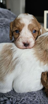 Cavapoo Welpen Pudel Cavalier King Charles