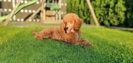 Cavapoo Welpen Pudel Cavalier King Charles