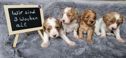 Cavapoo Welpen Pudel Cavalier King Charles