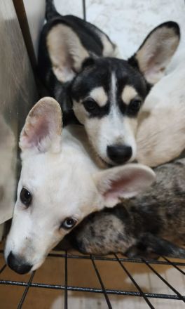 Mischlingswelpen  suchen ein liebevolles  Zuhause