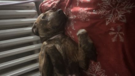 Hündin in gute Hände abzugeben