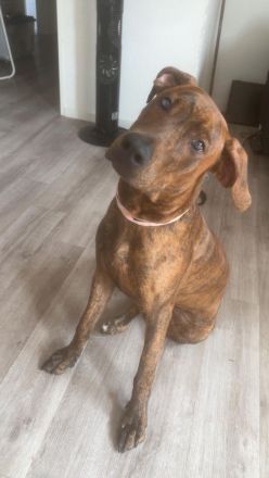 Hündin in gute Hände abzugeben