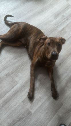 Hündin in gute Hände abzugeben