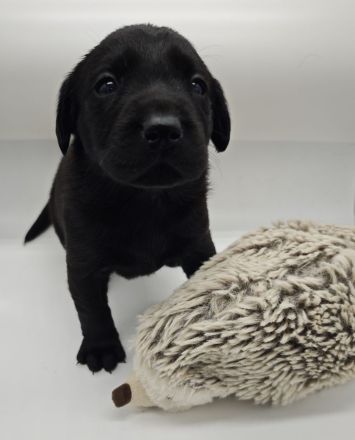 Reinrassige Labradorwelpen mit Papieren DRC/VDH/FCI