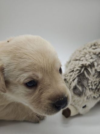 Reinrassige Labradorwelpen mit Papieren DRC/VDH/FCI