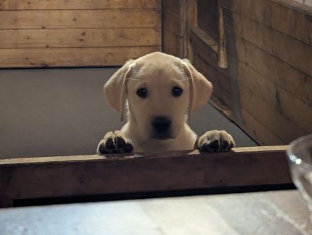 Reinrassige Labradorwelpe mit Papieren DRC/VDH/FCI