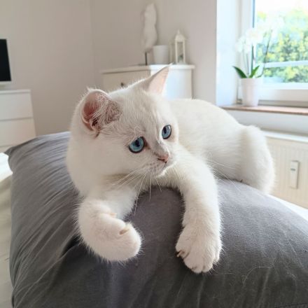 Junge BKH Katze (w) abzugeben