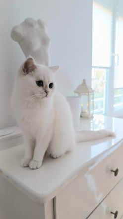 Junge BKH Katze (w) abzugeben