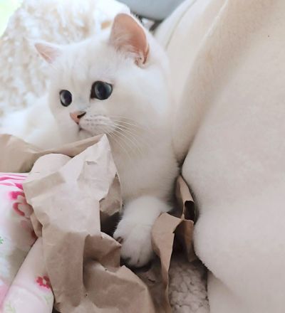 Junge BKH Katze (w) abzugeben