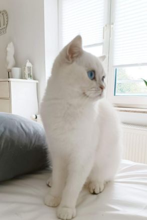 Junge BKH Katze (w) abzugeben