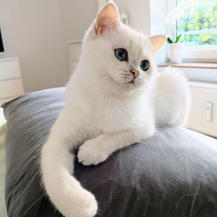 Junge BKH Katze (w) abzugeben