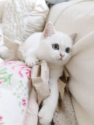 Junge BKH Katze (w) abzugeben