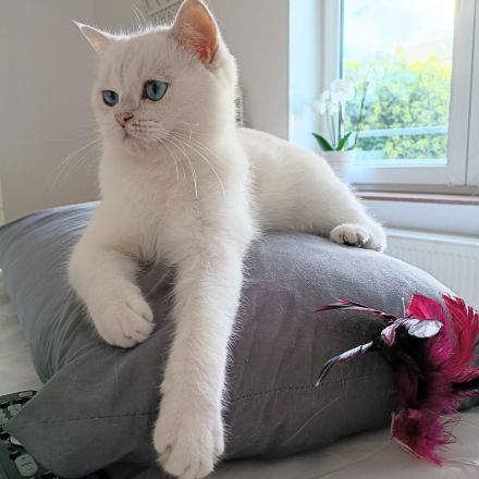 Junge BKH Katze (w) abzugeben