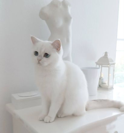 Junge BKH Katze (w) abzugeben