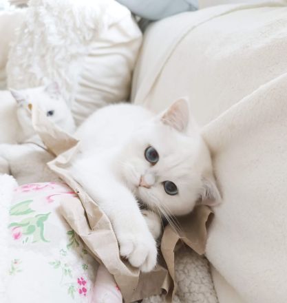 Junge BKH Katze (w) abzugeben