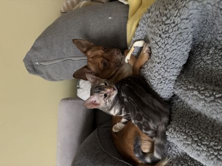 Silberner Bengalkater ( 13 Wochen )