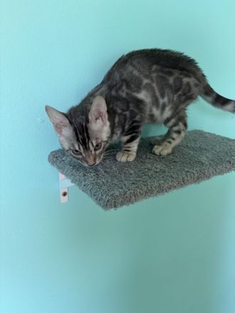 Silberner Bengalkater ( 13 Wochen )