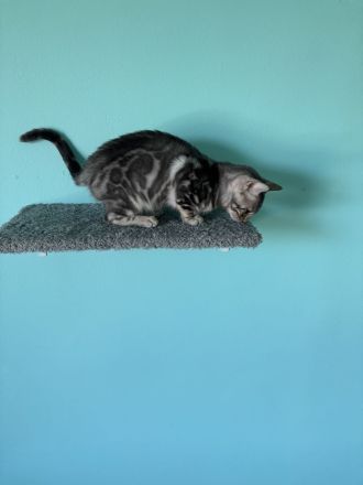 Silberner Bengalkater ( 13 Wochen )