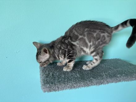 Silberner Bengalkater ( 13 Wochen )
