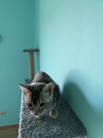 Silberner Bengalkater ( 13 Wochen )