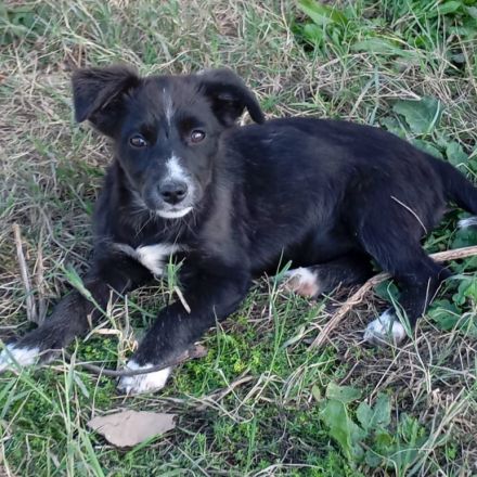 Welpe Anny / weiblich / derzeit noch in Griechenland / vorgemerkt