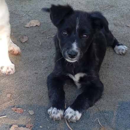 Welpe Anny / weiblich / derzeit noch in Griechenland / vorgemerkt