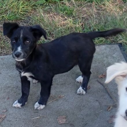 Welpe Anny / weiblich / derzeit noch in Griechenland / vorgemerkt